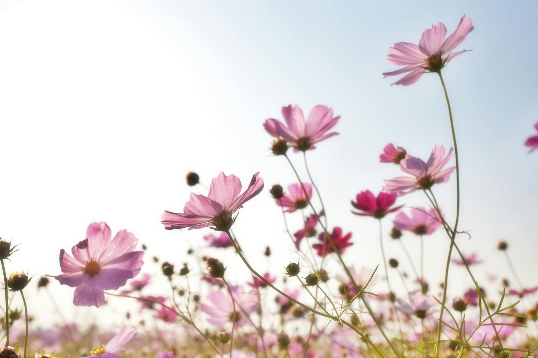 pink flower field